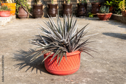 Dyckia bromeliad plant in a clay pot in the garden photo