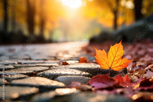 Colourful autumn leaves on brick pavement floor at fall. Dry yellow leaves blur Maple leaf on wet road  urban city street. October september or november weather Selective focus on asphalt Blurry bokeh