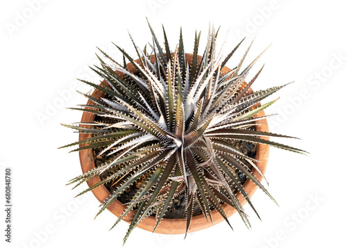 Fotografija black dyckia bromeliad plant top view