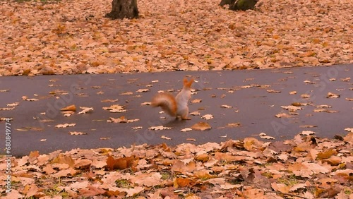A squirrel in a city park begs for treats from people engaged in Nordic walking.