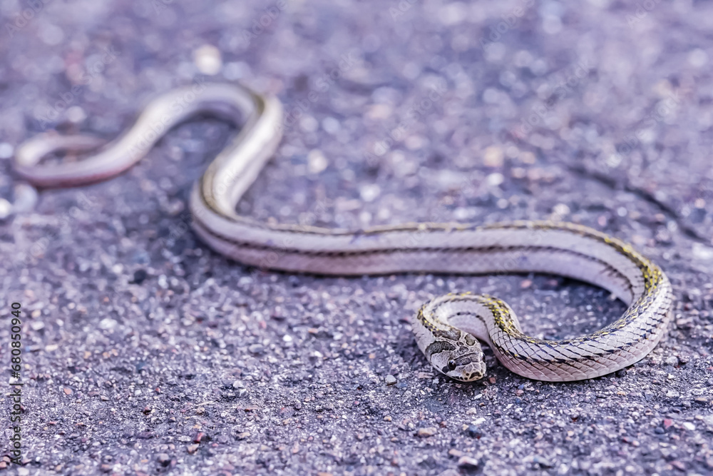 A small snake photographed at close range It is a place that comes out to find food during the daytime. who are at risk of becoming victims of small snake hunters. A small snake photographed at close range It is a place that comes out to find food during the daytime. who are at risk of becoming victims of small snake hunters.