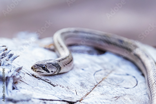 A small snake photographed at close range It is a place that comes out to find food during the daytime. who are at risk of becoming victims of small snake hunters. photo