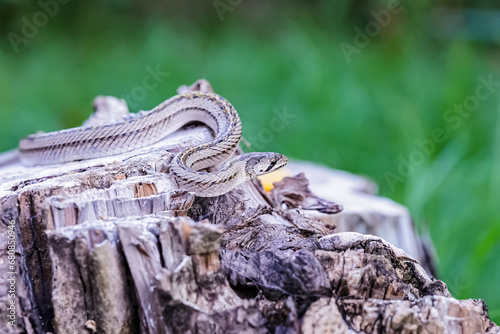 A small snake photographed at close range It is a place that comes out to find food during the daytime. who are at risk of becoming victims of small snake hunters.