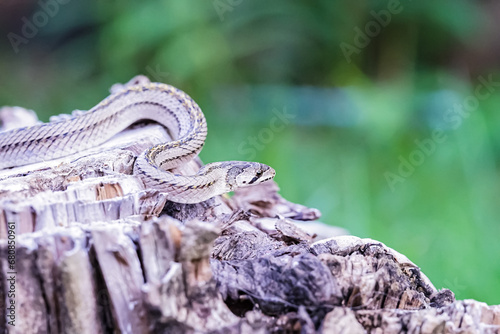 A small snake photographed at close range It is a place that comes out to find food during the daytime. who are at risk of becoming victims of small snake hunters.