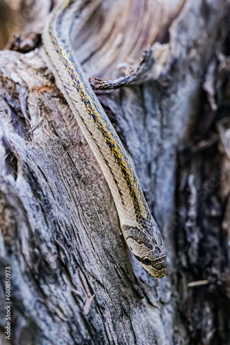 A small snake photographed at close range It is a place that comes out to find food during the daytime. who are at risk of becoming victims of small snake hunters.