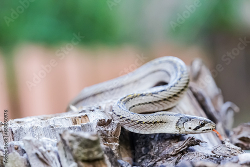 A small snake photographed at close range It is a place that comes out to find food during the daytime. who are at risk of becoming victims of small snake hunters.