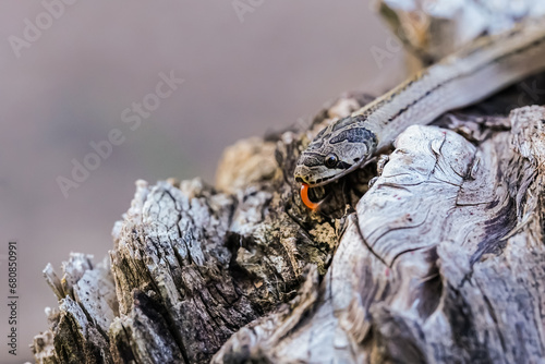 A small snake photographed at close range It is a place that comes out to find food during the daytime. who are at risk of becoming victims of small snake hunters.