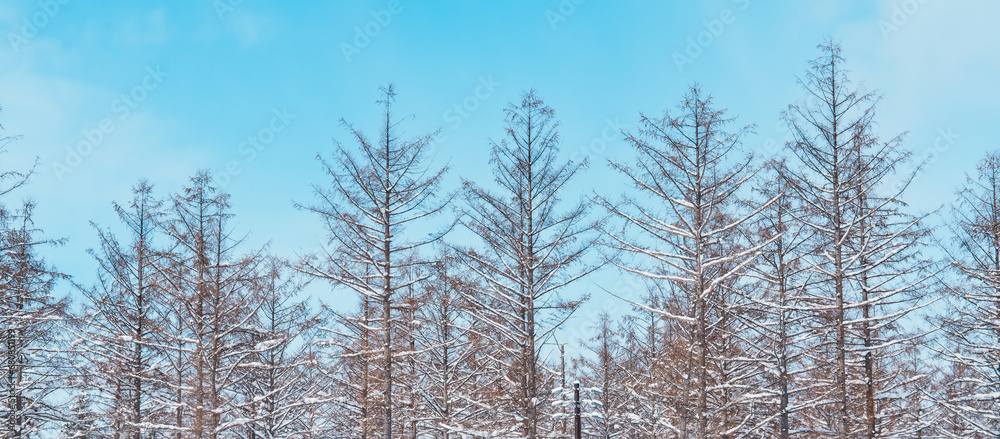 tree branches with snow against blue sky in winter season tree branches with snow against blue sky in winter season