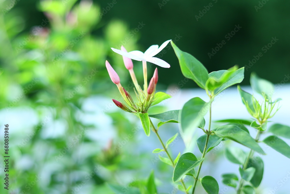 flower in the garden