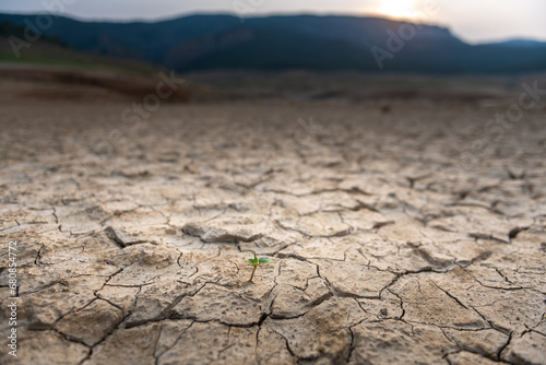 Solitary plant and dry cracked earth in Canelles reservoir, Huesca (Spain) photo