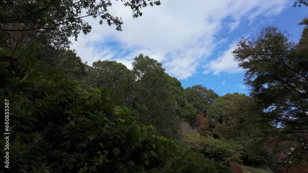 Looking up at the trees and moving forward through the forest. Looking up at the trees and moving forward through the forest.