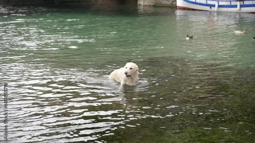 The dog swims for a toy. The dog swims in the sea. The dog swims for a toy. The dog swims in the sea.