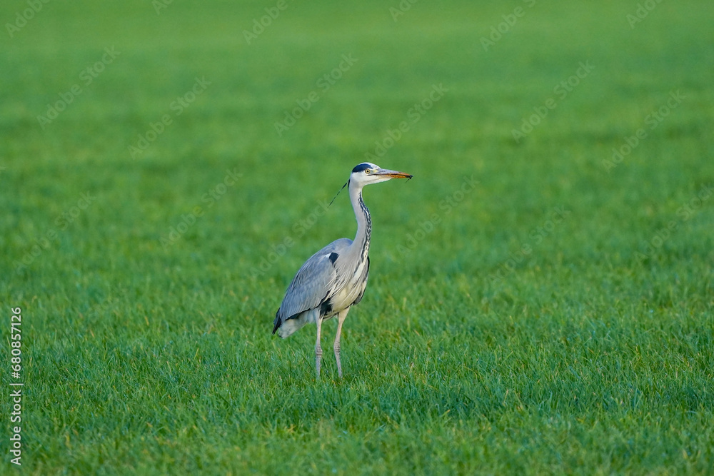 Beautiful gray heron bird walks in the grass with an insect in its beak ...