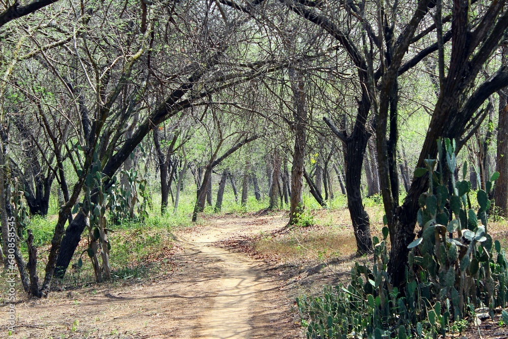 Forest road in the middle of the forest. The path is surrounded by trees. Forest road in the middle of the forest. The path is surrounded by trees.
