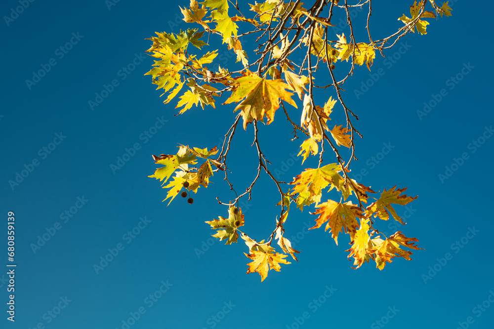 Yellowed leaves of plane tree in front of blue sunny sky in autumn Yellowed leaves of plane tree in front of blue sunny sky in autumn