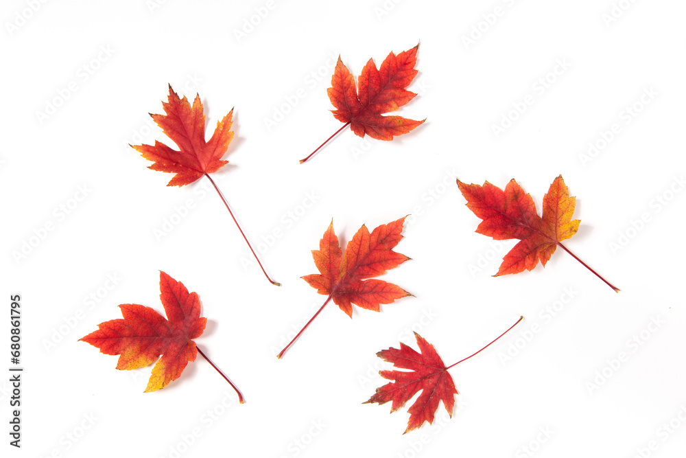 Autumn maple leaves isolated on white background Autumn maple leaves isolated on white background
