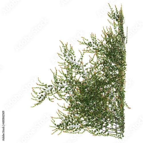 3d illustration of Ficus Pumila creeper isolated on transparent background photo