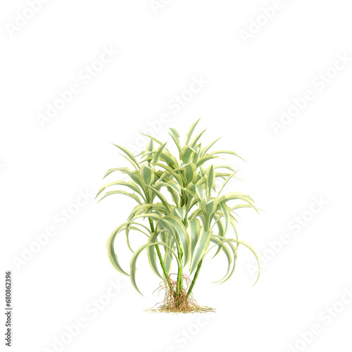 3d illustration of Dracaena Sanderiana bush isolated on transparent background