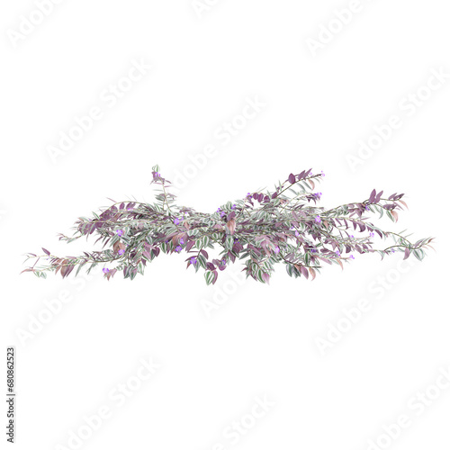 3d illustration of Tradescantia Zebrina bush isolated on transparent background