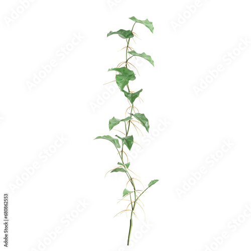 3d illustration of Philodendron Scandens creeper isolated on transparent background photo