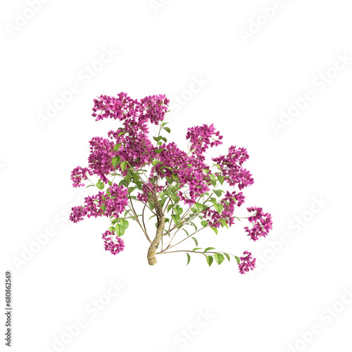3d illustration of Bougainvillea Spectabilis isolated on transparent background
