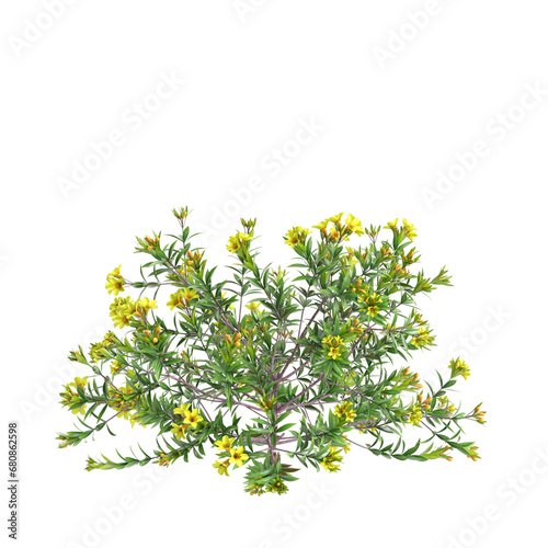3d illustration of Allamanda Schottii bush isolated on transparent background