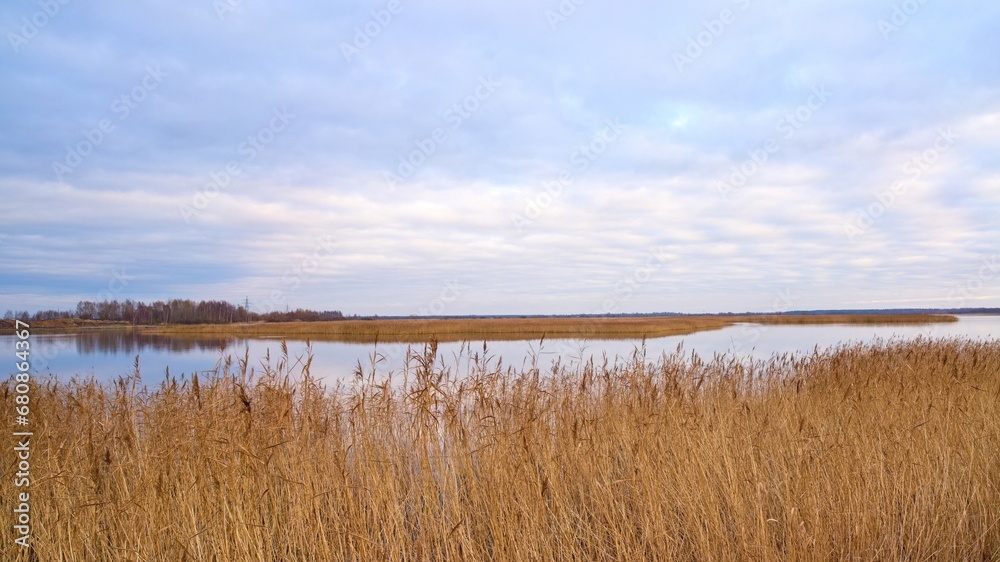 Panoramic view of dry reeds. Beautiful view of the lake or river with reed grass. Panoramic photo of nature. Selective focus.