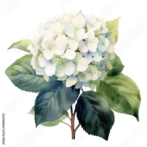 Fototapeta Naklejka Na Ścianę i Meble -  watercolor white hydrangea flowers on transparent or white background