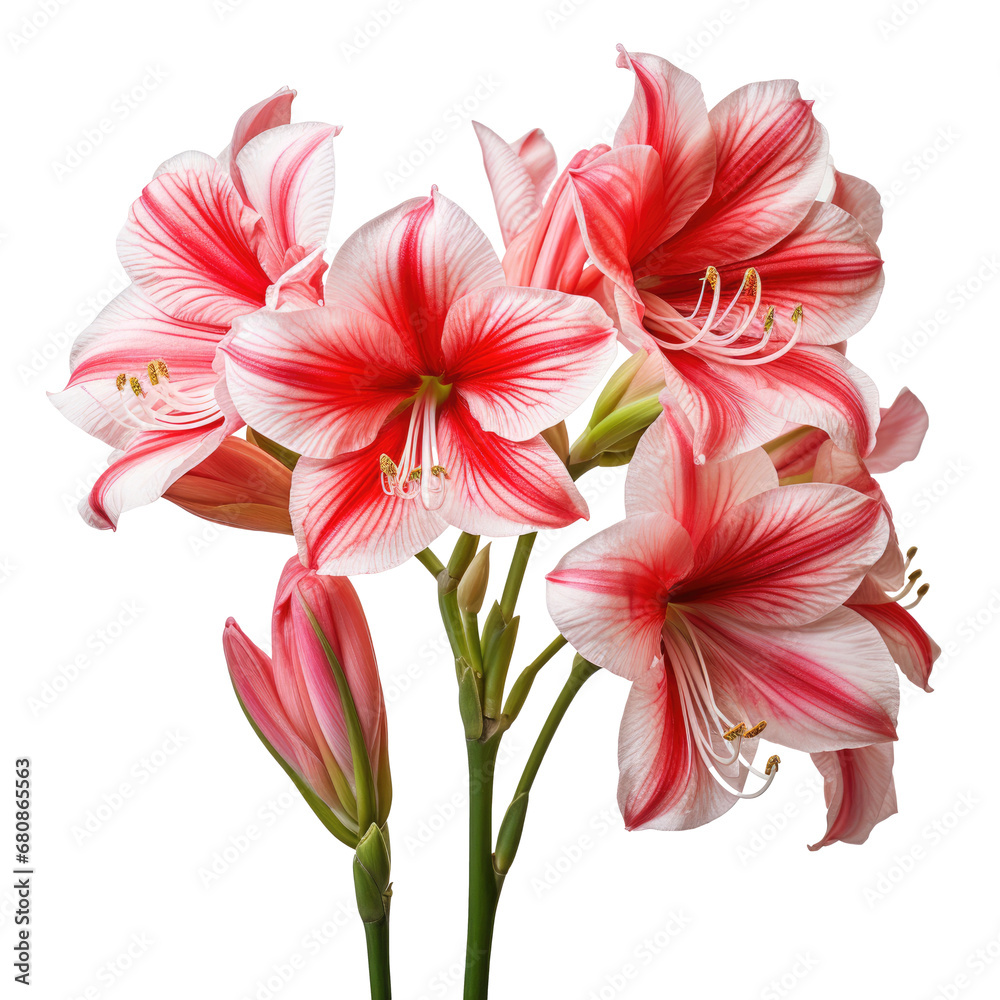 Red and white lily flower isolated on white or transparent background, png Red and white lily flower isolated on white or transparent background, png