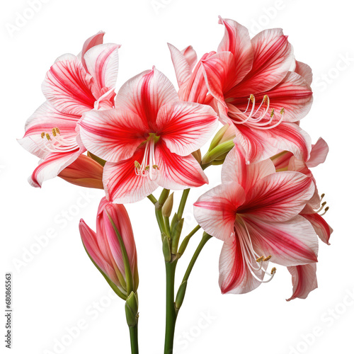 Red and white lily flower isolated on white or transparent background, png