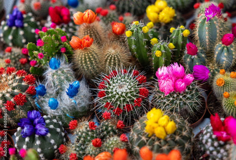 Colorful miniature cacti at the flower market, Amsterdam, Holland, The Netherlands