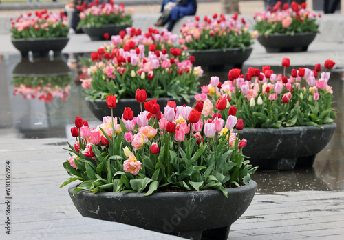 Wallpaper Mural Colorful tulips flowers in the pond in front of the Rijksmuseum in Amsterdam. Netherlands Torontodigital.ca