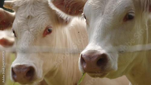 Healthy white cows behind fence, motion view photo