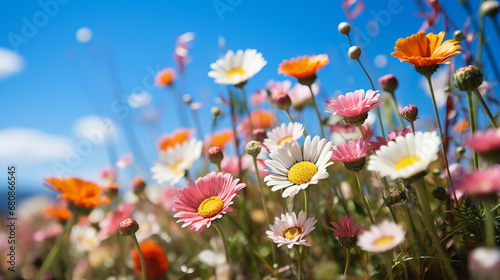 flowers in the field HD 8K wallpaper Stock Photographic Image 