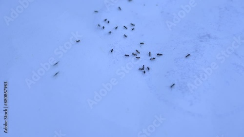 Black ants on white background. Macro shot of ant.
 Its other names black garden ant, Lasius niger and  common black ant.
This a formicine ant, the type species of the subgenus Lasius. photo