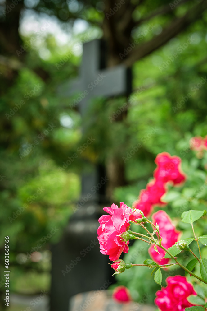 Rosenblüte mit Grabkreuz