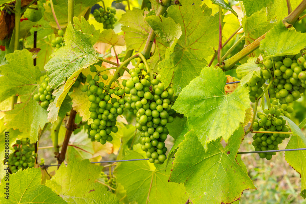Grape Vines. Surrey, England Grape Vines. Surrey, England