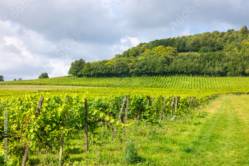 Vineyard on hillside. Surrey, England photo