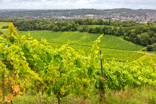 Obraz na płótnie Large vineyard in Surrey. England w salonie