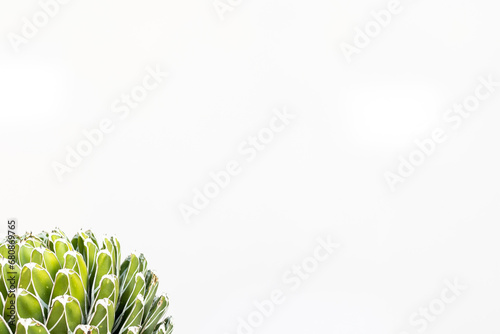 Queen Victoria agave or royal agave with blank space for text