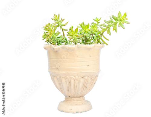 Sedum adolphi stonecrop succulent