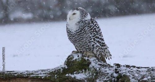 Snowy owl, Bubo scandiacus, perched on old stump in snow during snowfall. Arctic owl observing surroundings. Beautiful white polar bird with yellow eyes. Winter in wild nature habitat. photo