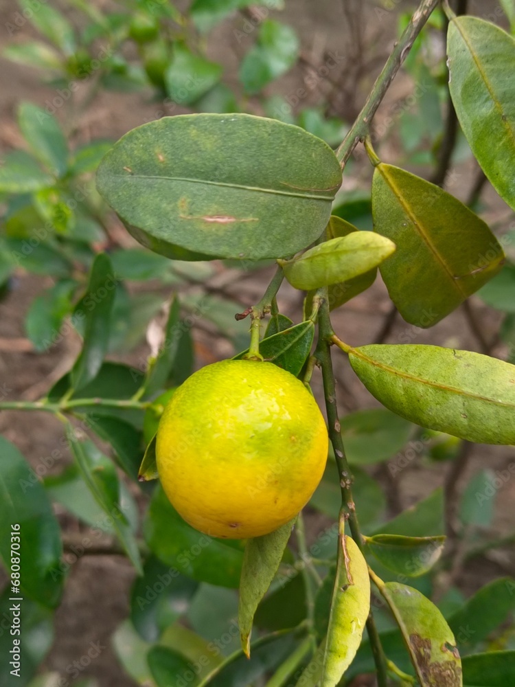 green lemon in tree with green leaves, lemon trees in garden