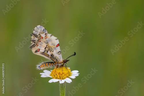 a beautiful butterfly with scallop, Zerynthia deyrollei photo