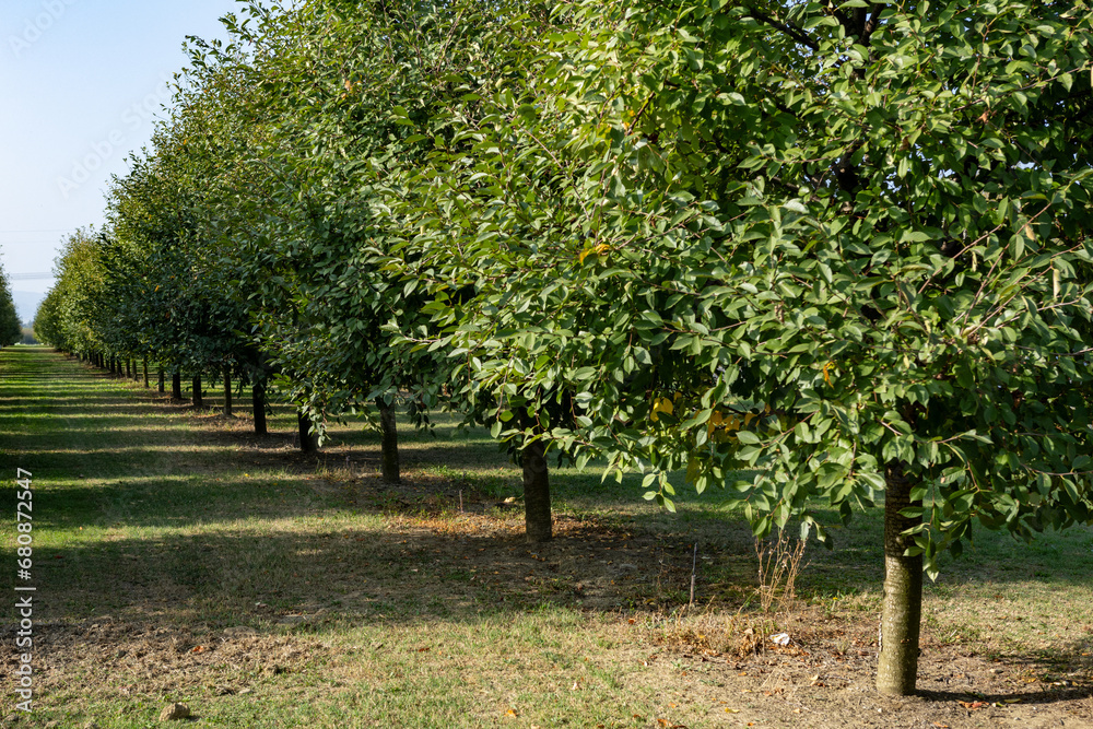 fruit plants Modena plain organic farming