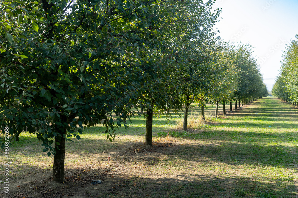 fruit plants Modena plain organic farming