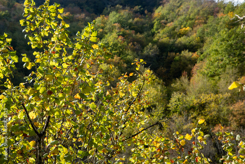 Fototapeta Naklejka Na Ścianę i Meble -  casentino national park autumn colors arezzo tuscany