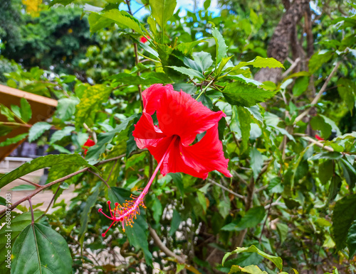 Red hibiscus flowers bloom beautifully in the morning photo