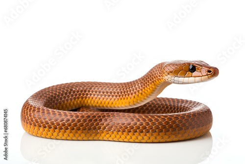 inland taipan snake on white background. Wildlife photography