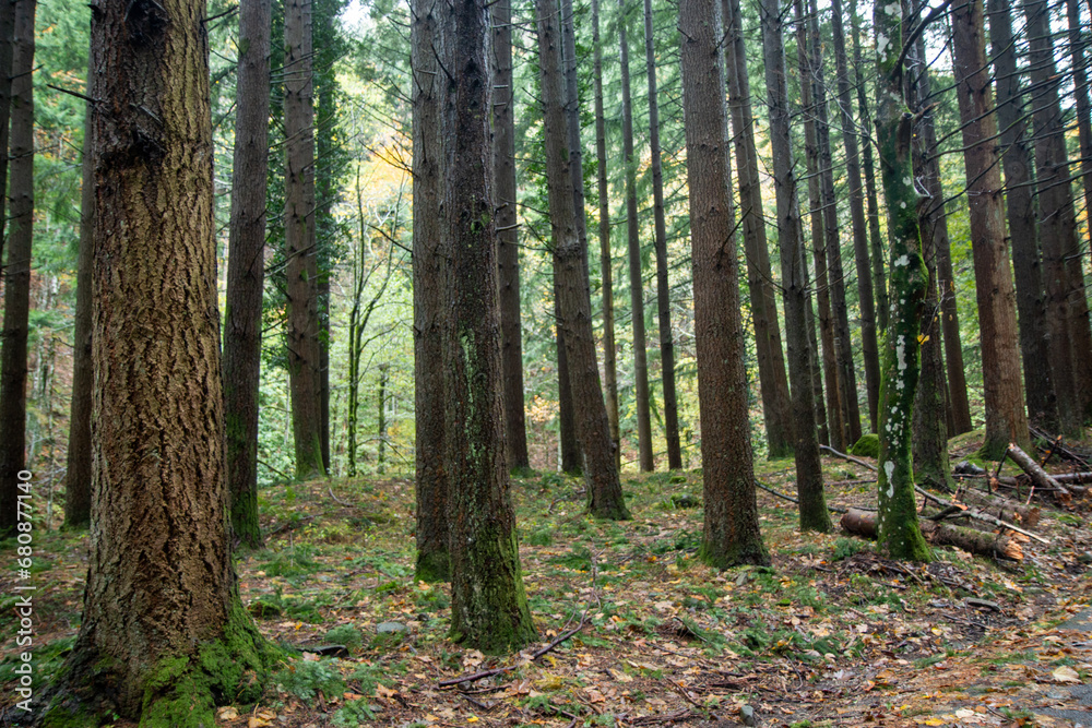 Fototapeta premium casentino national park autumn colors arezzo tuscany